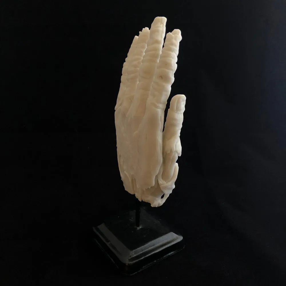 Hand of Glory